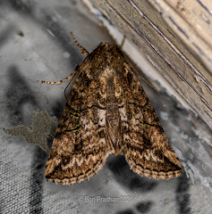 Noctuoidea
