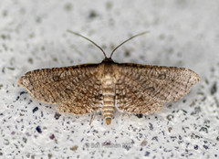 Hypolamprus