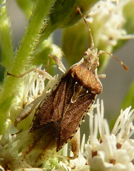 Harmostes fraterculus