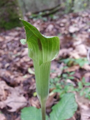 Arisaema triphyllum