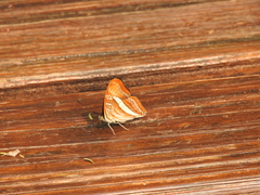 Adelpha thessalia