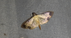 Eulepte