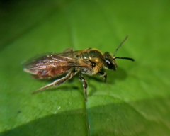 Corynura corinogaster