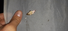 Eulepte