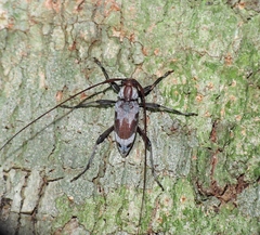 Lepturges zonula