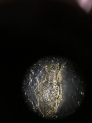 Sitona cylindricollis