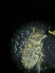 Sitona cylindricollis