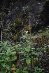 Verbesina hypoglauca