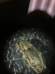 Sitona cylindricollis