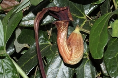 Aristolochia macroura