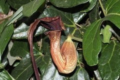 Aristolochia macroura