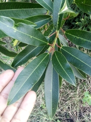 Sapium macrocarpum