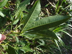 Melicope micrococca