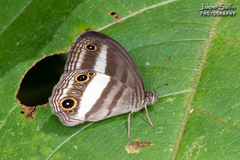 Euptychoides albofasciata