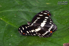 Catonephele salambria