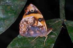 Epiphile dilecta jenkinsi