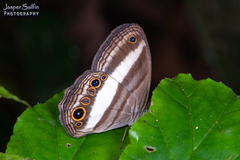 Euptychoides albofasciata