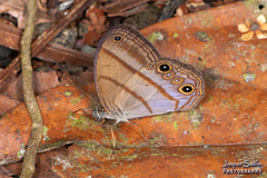 Amiga arnaca