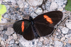 Castilia castilla