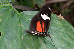 Heliconius hierax