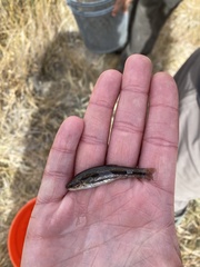 Rhinichthys osculus nevadensis