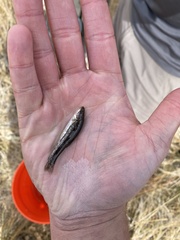 Rhinichthys osculus nevadensis