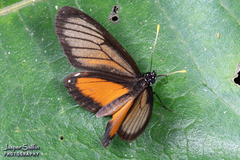 Eresia datis moesta