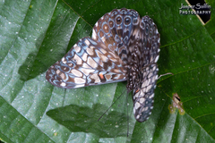 Hamadryas fornax