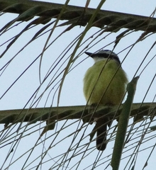 Pitangus sulphuratus