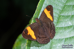 Adelpha zina irma