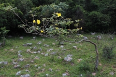 Handroanthus pulcherrimus