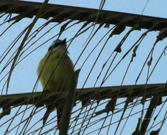 Pitangus sulphuratus