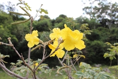 Handroanthus pulcherrimus