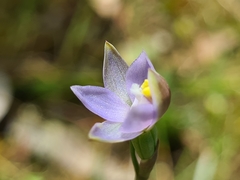 Thelymitra pallidifructus
