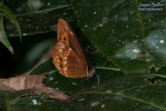 Oxeoschistus protogenia