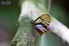 Greta alphesiboea