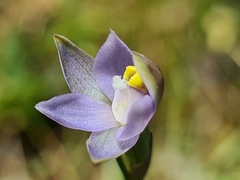 Thelymitra pallidifructus