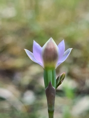 Thelymitra pallidifructus