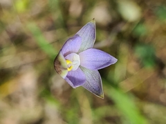 Thelymitra pallidifructus