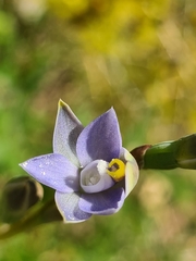 Thelymitra pallidifructus