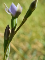 Thelymitra pallidifructus