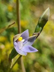 Thelymitra pallidifructus