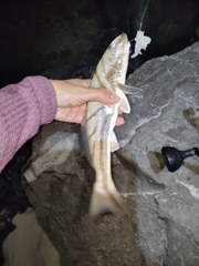 Menticirrhus saxatilis