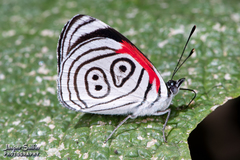 Diaethria neglecta