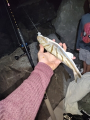 Menticirrhus saxatilis