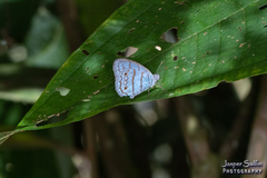 Caeruleuptychia aetherialis
