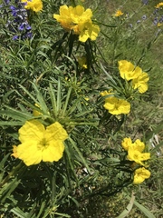 Oenothera berlandieri