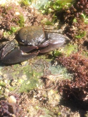 Petrolisthes cabrilloi
