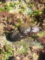 Petrolisthes cabrilloi
