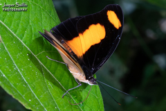 Catonephele salambria